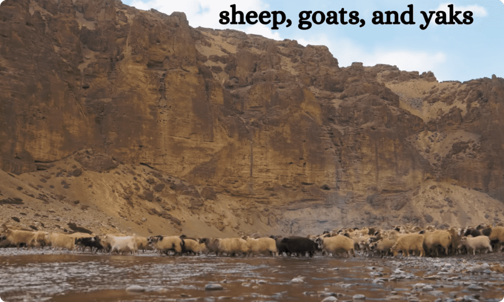 Changpa -sheep, goats, and yaks