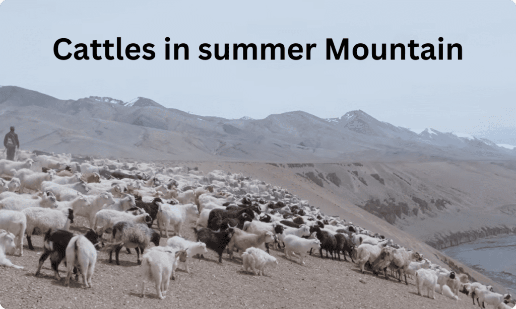 Cattles in Summer Mountain View