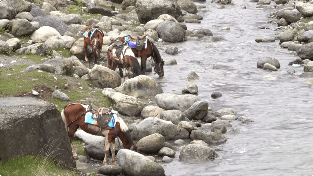 Betab Valley Horses 