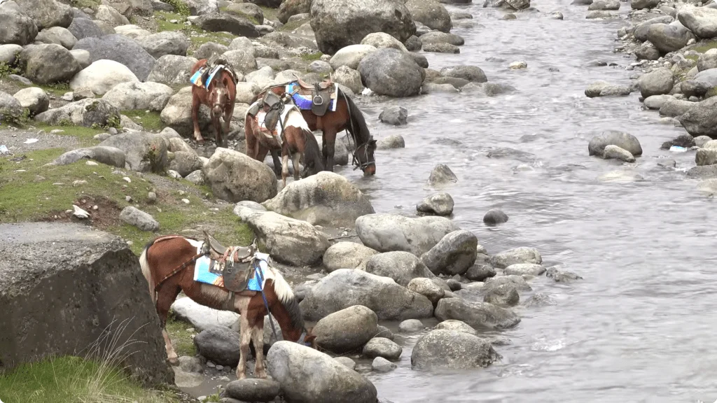 Betab Valley Horses